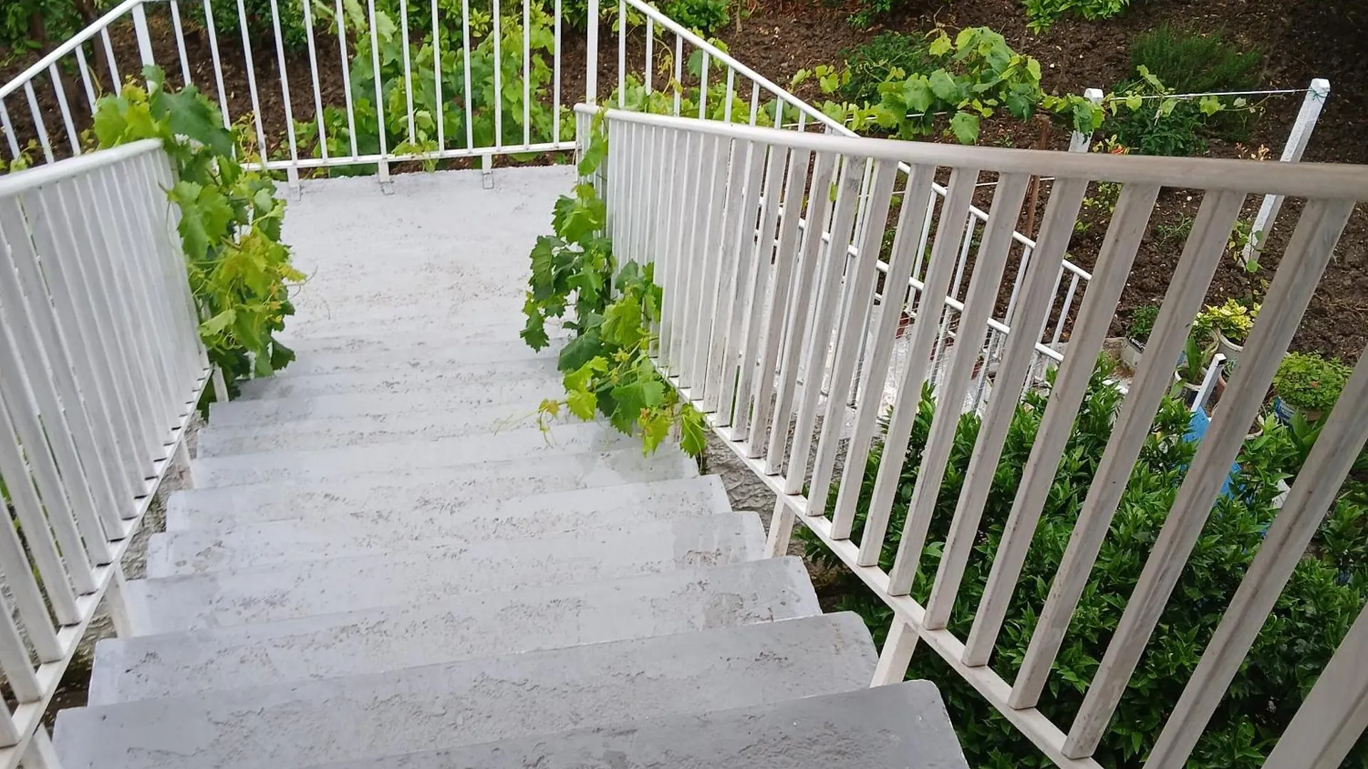 Villa Oasis Berat Panzió